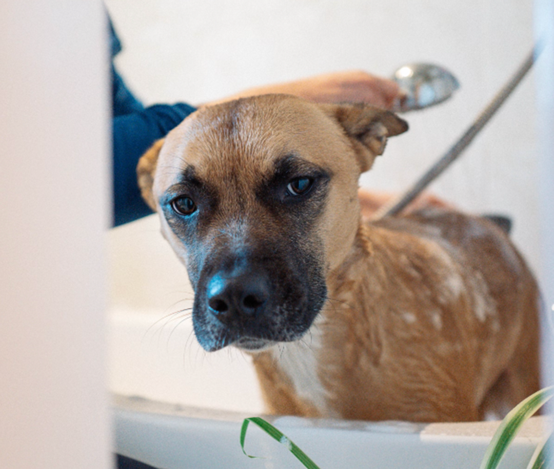 ¿Cada cuánto bañar a tu perro? Spoiler: no es diario
