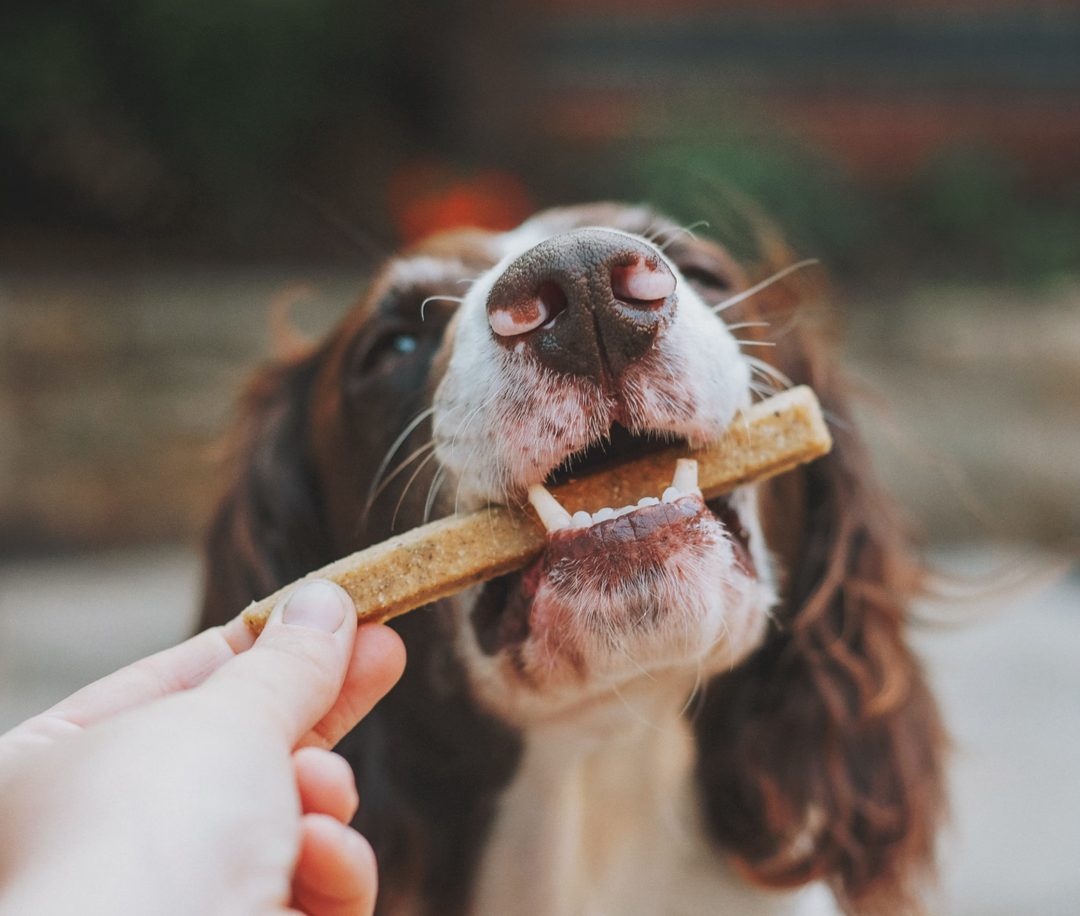 ¿Cuántas croquetas debe comer tu perro según su tamaño?