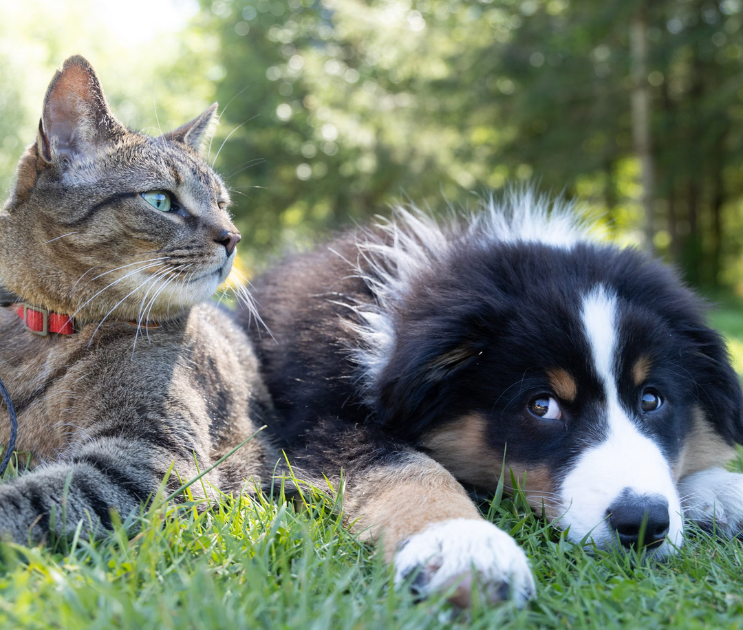 Perros vs Gatos: ¿Quién manda en la casa? (Spoiler: ninguno, tú solo pagas la renta)