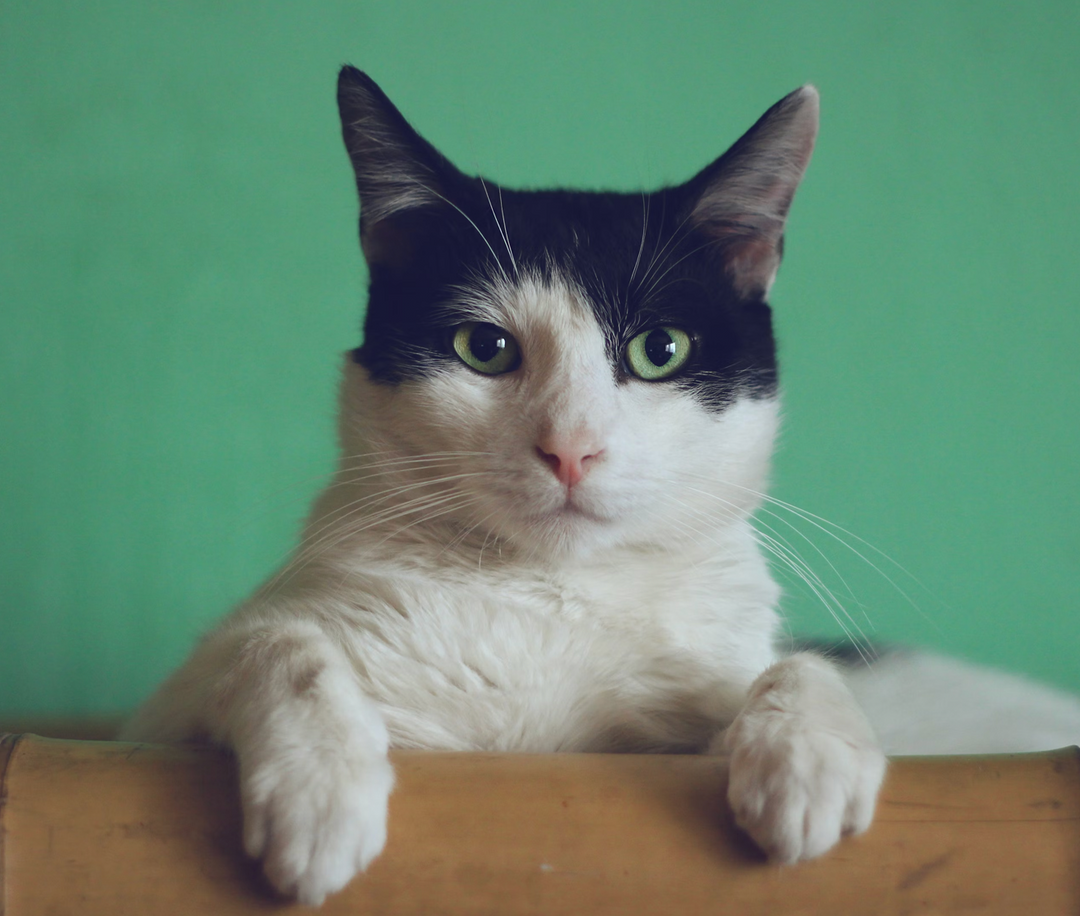 ¿Tu gato te ignora? Felicidades, te ama a su manera