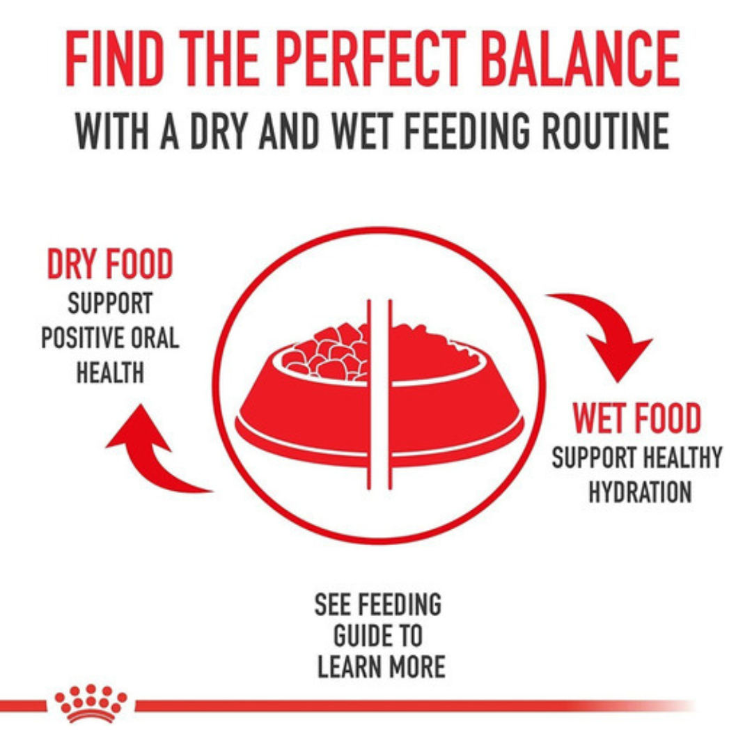 Royal Canin Starter Mother & Babydog mousse Alimento Húmedo