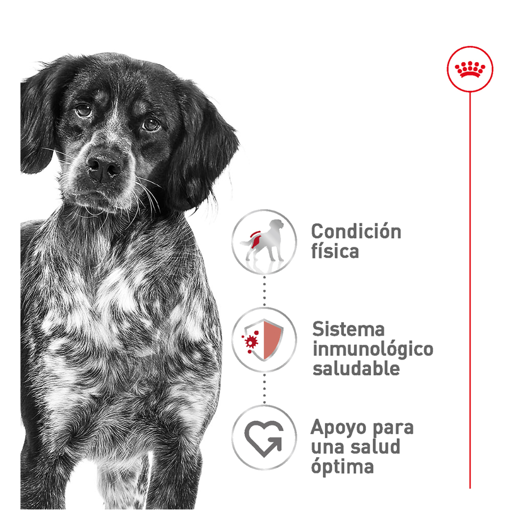 Royal Canin Alimento Seco para Perro Adulto Raza Mediana, 13.6 kg