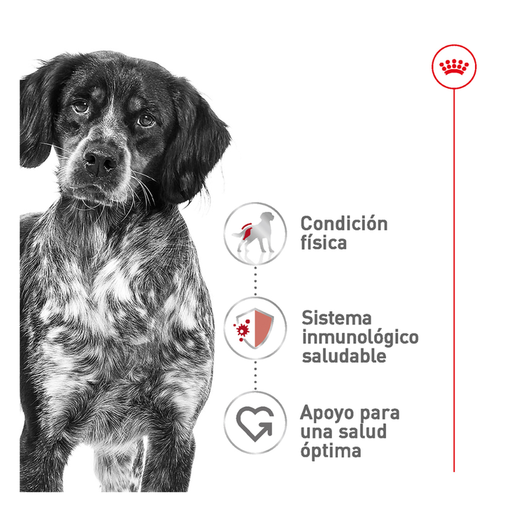 Royal Canin Alimento Seco para Perro Adulto Raza Mediana, 13.6 kg