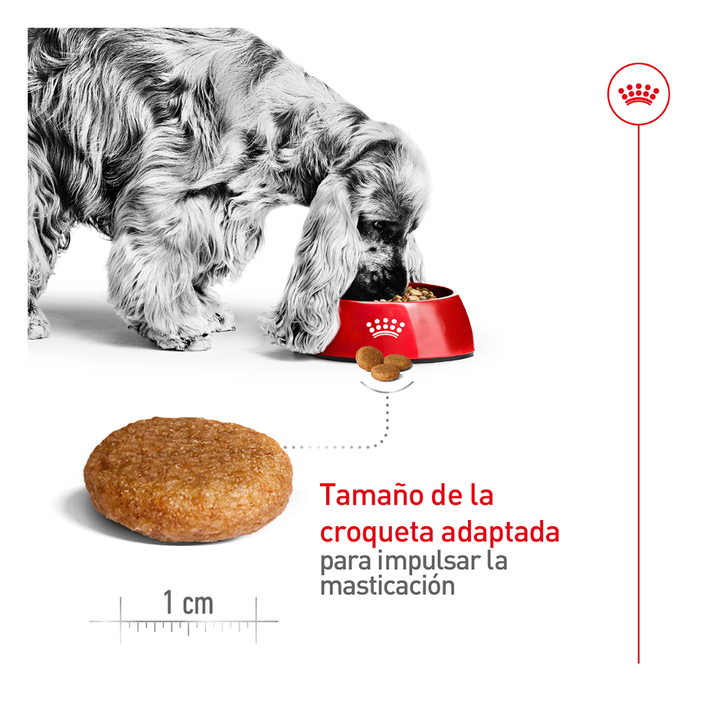 Royal Canin Alimento Seco para Perro Adulto Raza Mediana, 13.6 kg