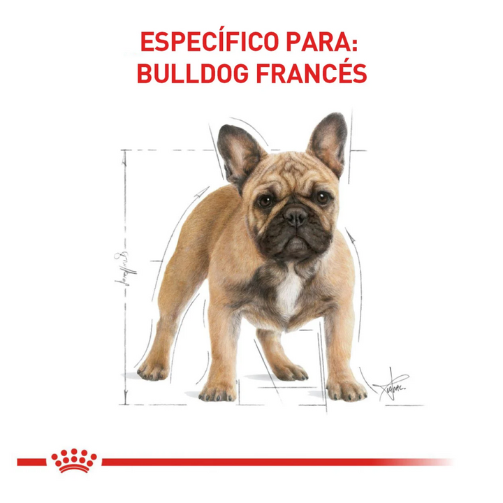 Royal Canin Alimento Seco para Perro Adulto Raza Bulldog Francés