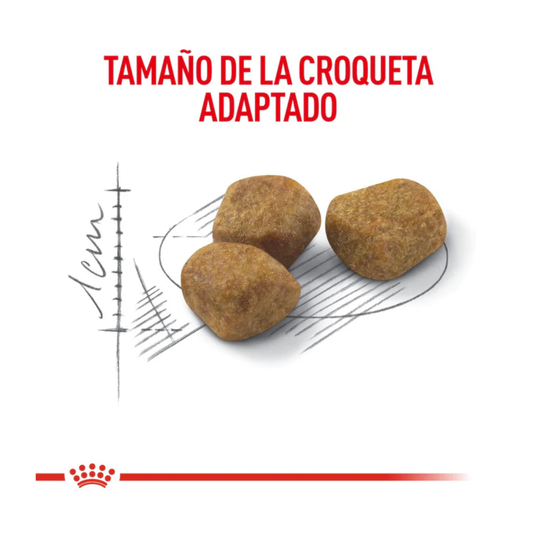 Royal Canin Gato Indoor Senior 7+